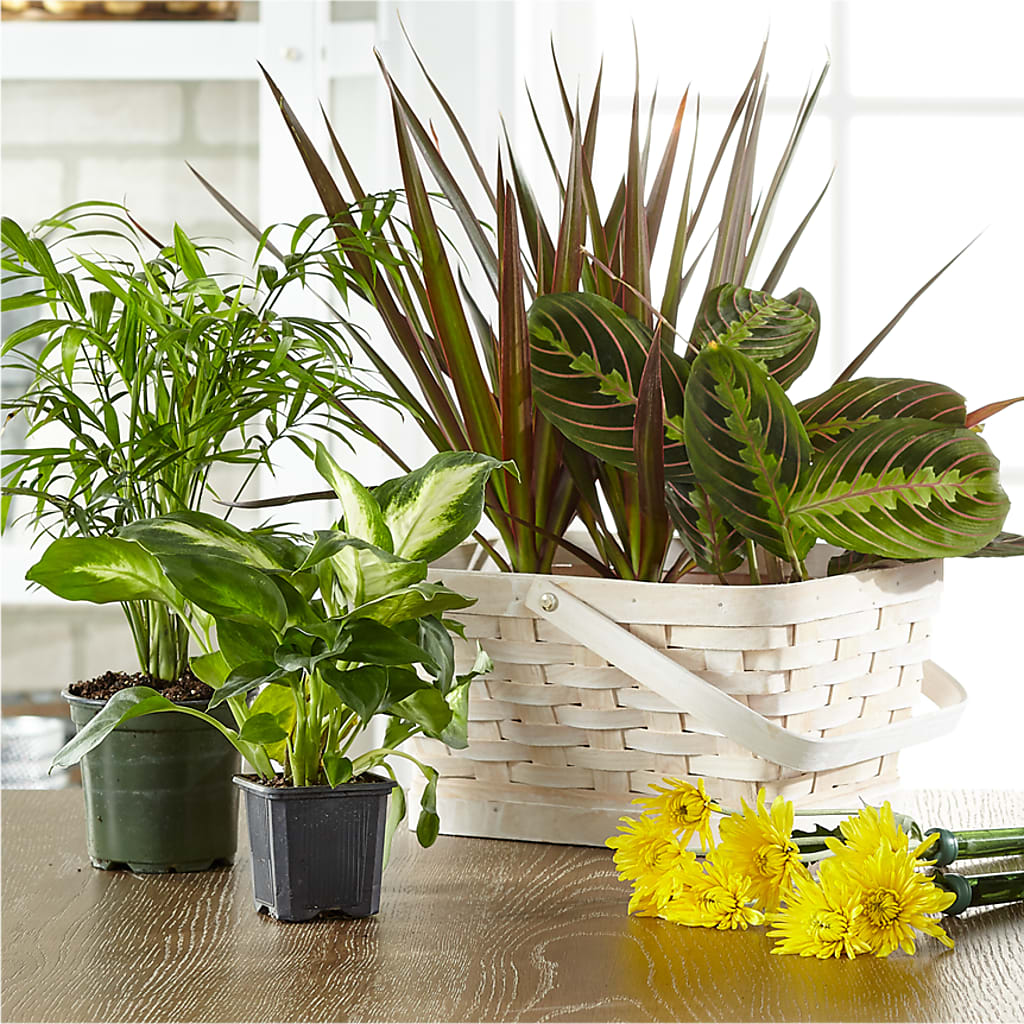 Florist Designed Blooming and Green Plants in a Basket – Floral Expressions, Auburn IL