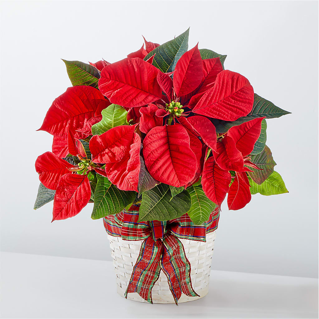 Happiest Holidays Poinsettia – Floral Expressions, Auburn IL