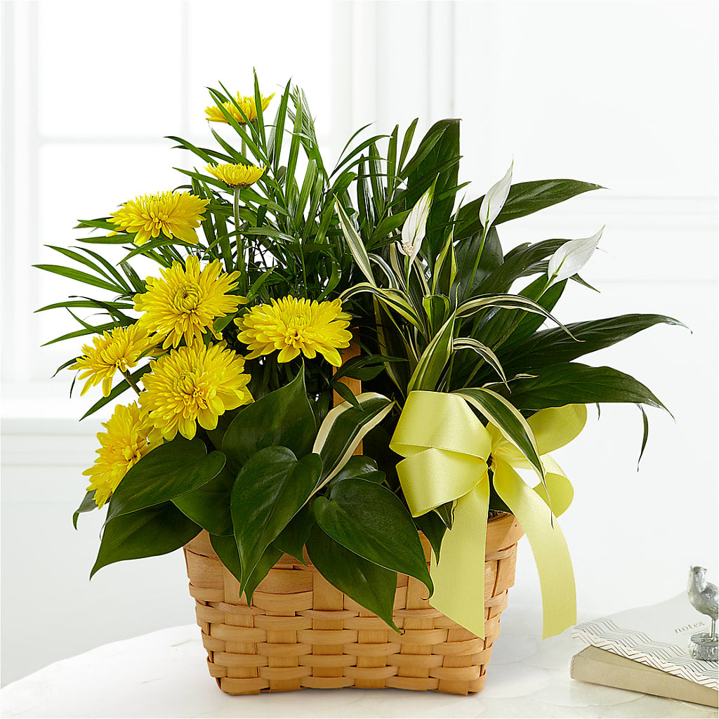 Loving Light Dishgarden – Floral Expressions, Auburn IL