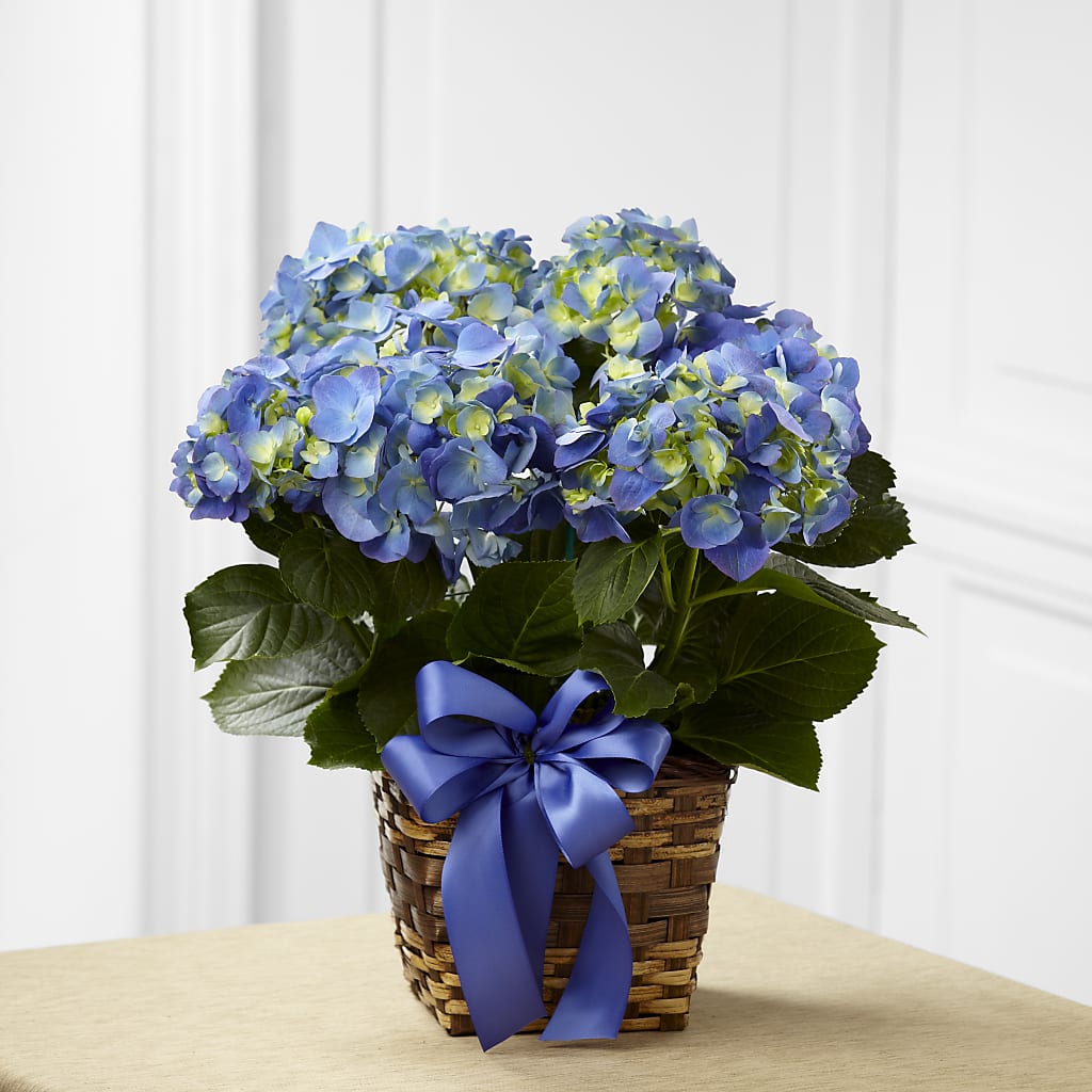 Blue Hydrangea Planter – Floral Expressions, Auburn IL