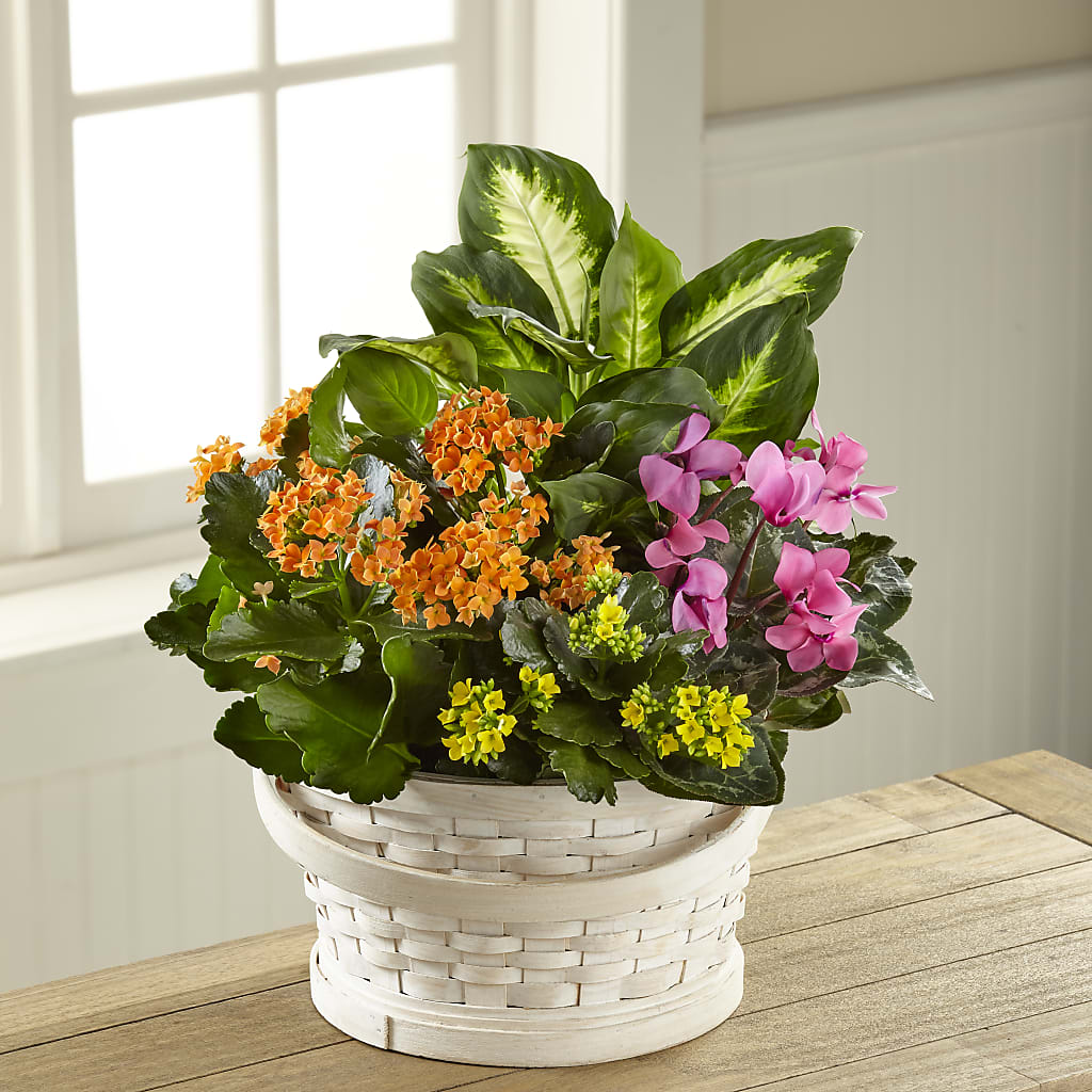 Color Crush Dishgarden – Floral Expressions, Auburn IL