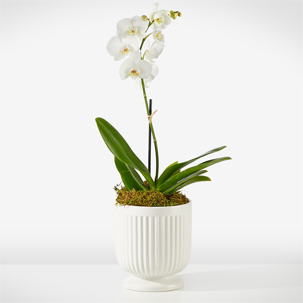 Whispering White Orchid – Floral Expressions, Auburn IL