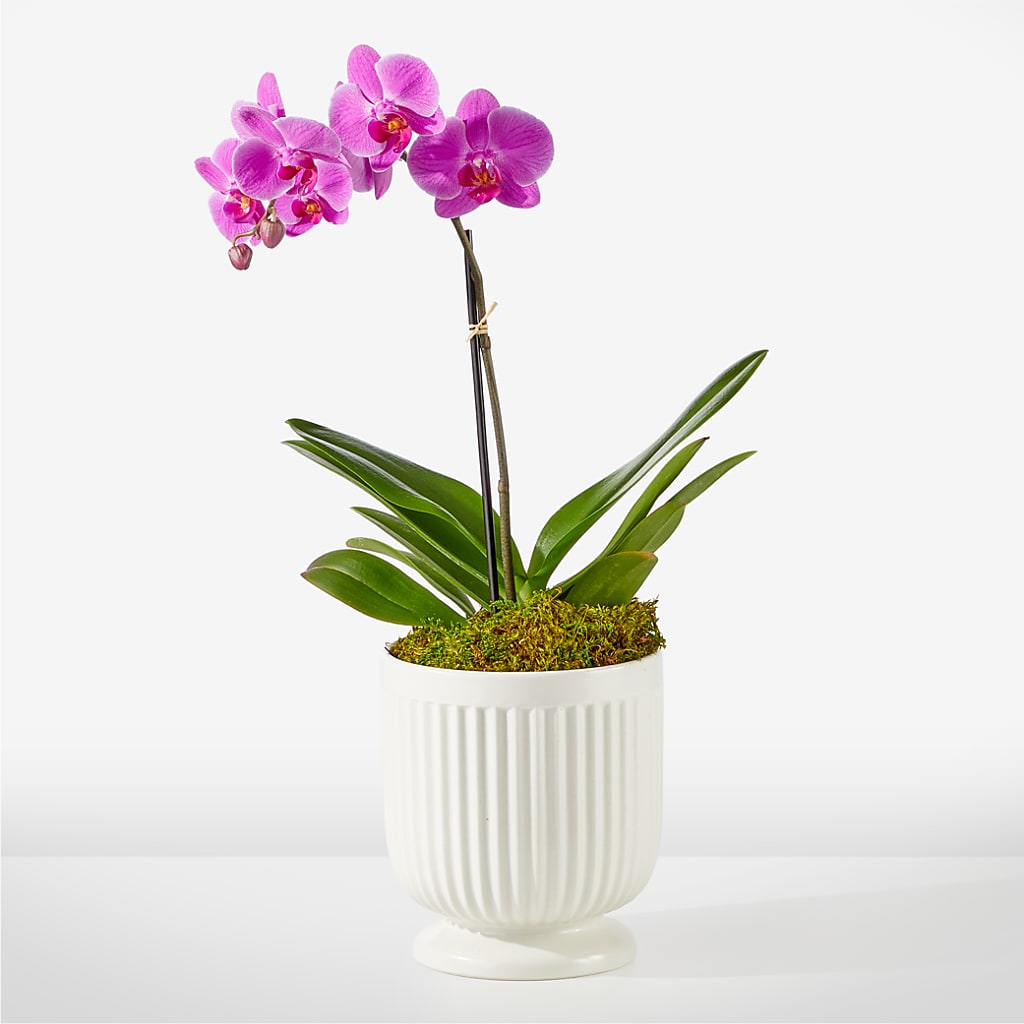 Friendly Fuchsia Orchid – Floral Expressions, Auburn IL