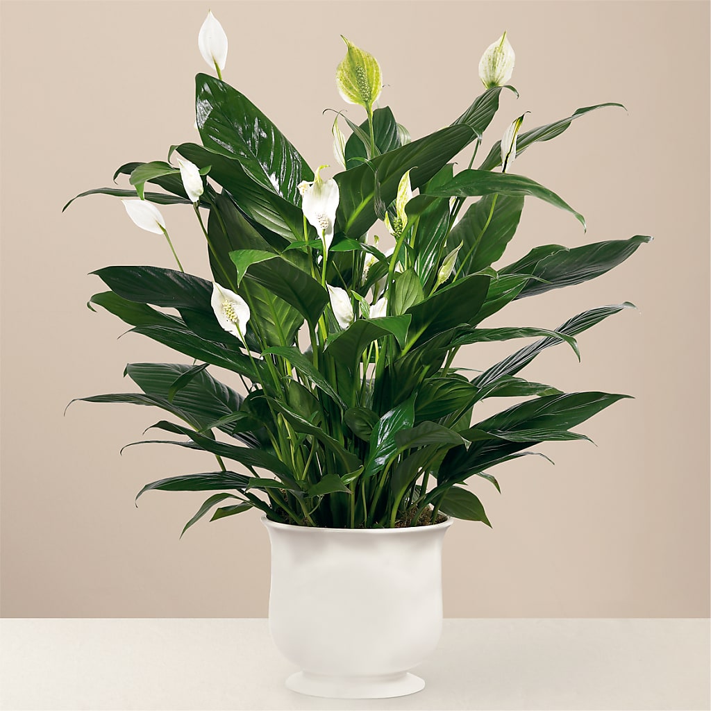 Comfort Planter – Floral Expressions, Auburn IL