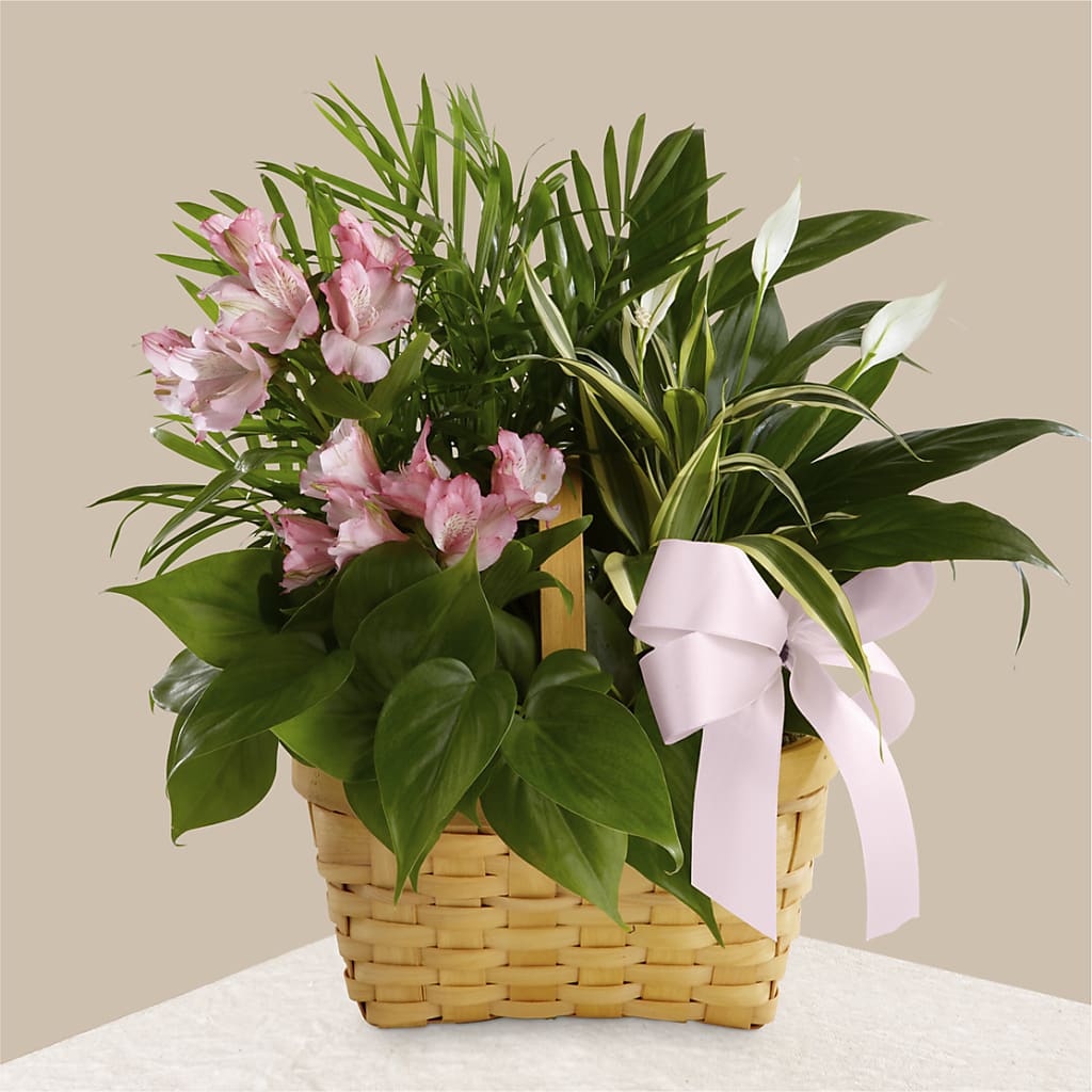 Living Spirit Dishgarden – Floral Expressions, Auburn IL