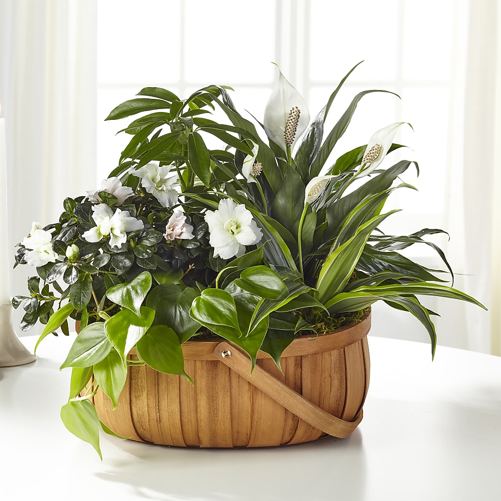Serene Dishgarden – Floral Expressions, Auburn IL