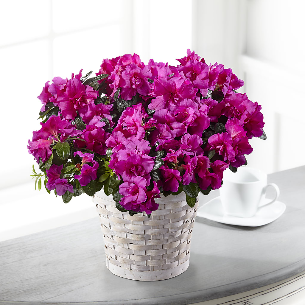 Hope & Serenity Azalea Plant – Floral Expressions, Auburn IL