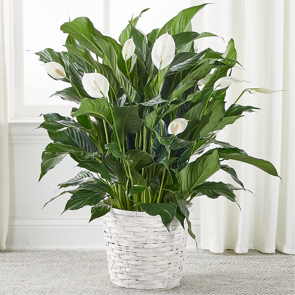 A New Leaf Peace Lily – Floral Expressions, Auburn IL