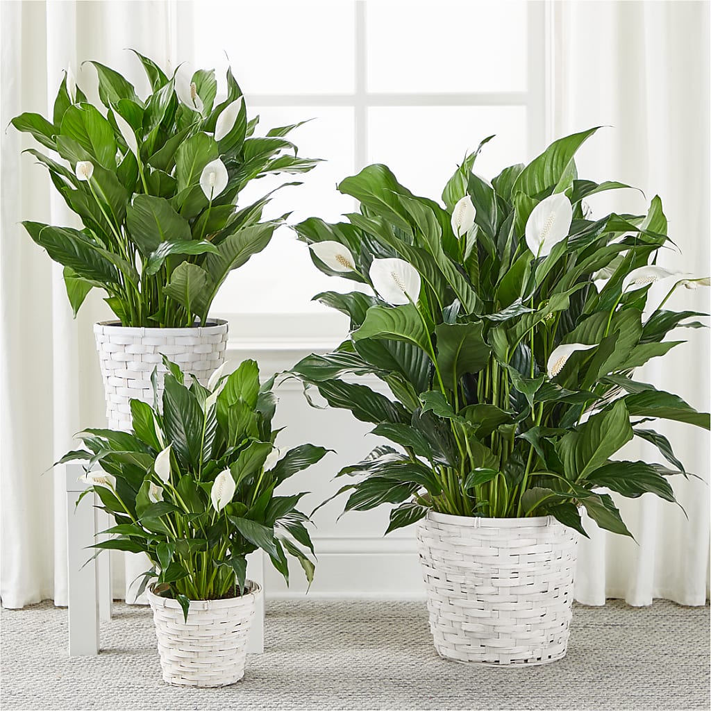 A New Leaf Peace Lily – Floral Expressions, Auburn IL