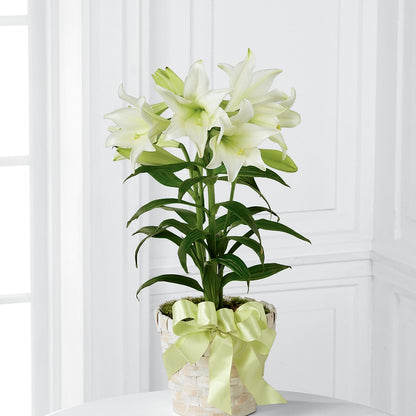 Easter Lily Plant –  Floral Expressions, Auburn IL