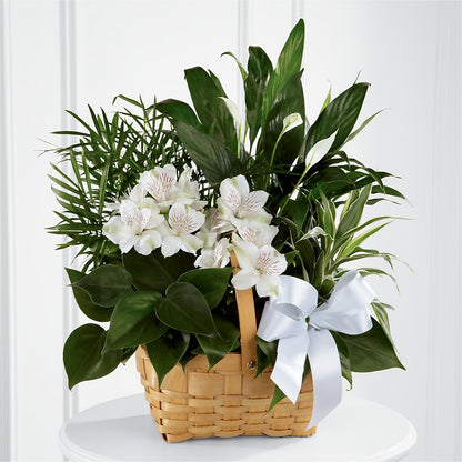 Peace & Serenity Dishgarden –  Floral Expressions, Auburn IL