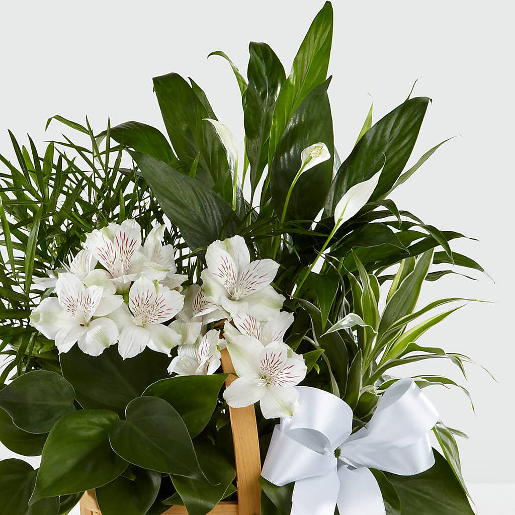 Peace & Serenity Dishgarden –  Floral Expressions, Auburn IL