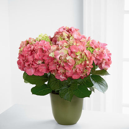 Pink Hydrangea Planter –  Floral Expressions, Auburn IL