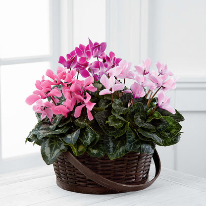 Mixed Cyclamen Planter –  Floral Expressions, Auburn IL