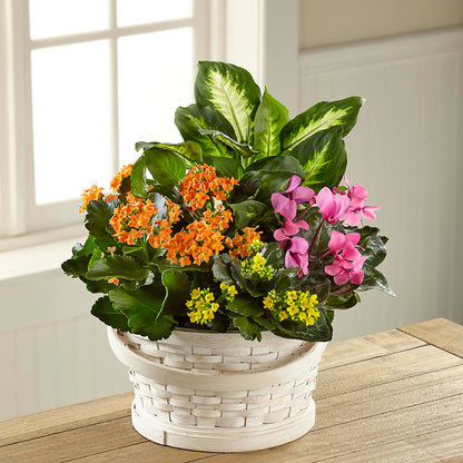 Color Crush Dishgarden –  Floral Expressions, Auburn IL