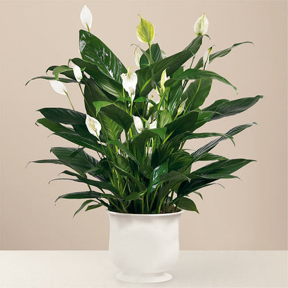 Comfort Planter –  Floral Expressions, Auburn IL