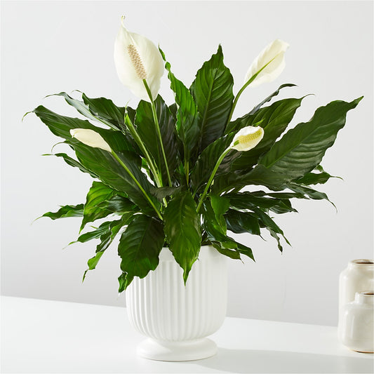 Comfort Planter –  Floral Expressions, Auburn IL