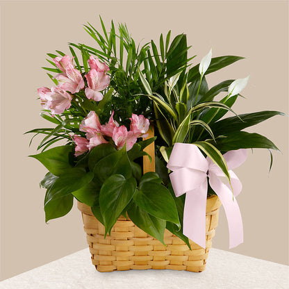 Living Spirit Dishgarden –  Floral Expressions, Auburn IL
