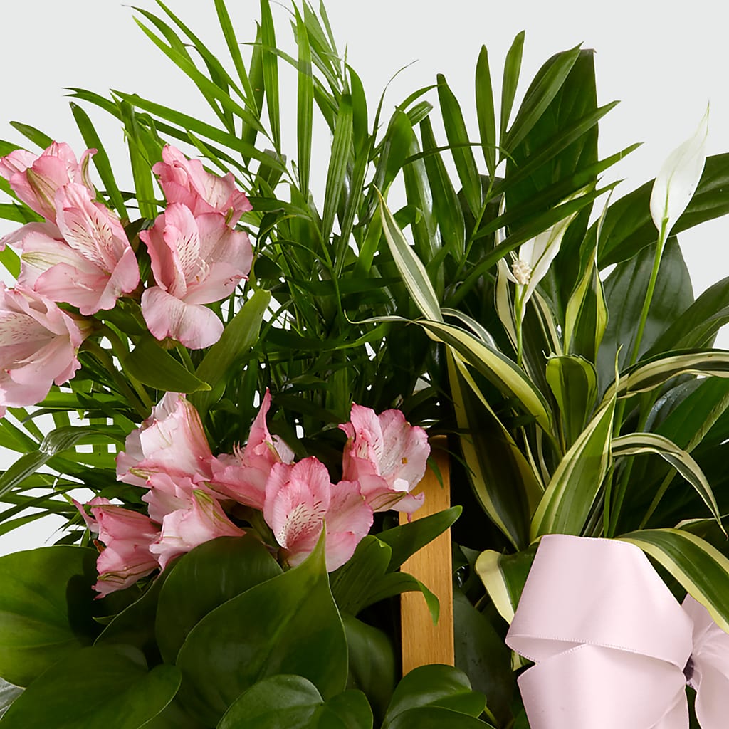 Living Spirit Dishgarden –  Floral Expressions, Auburn IL