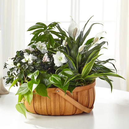 Serene Dishgarden –  Floral Expressions, Auburn IL