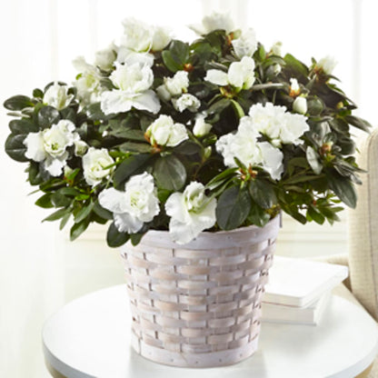 White Azalea Plant –  Floral Expressions, Auburn IL