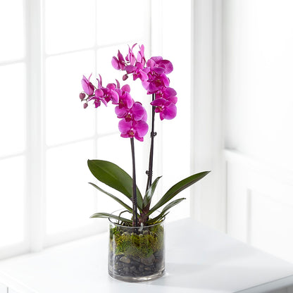 Pink Orchid Plant –  Floral Expressions, Auburn IL
