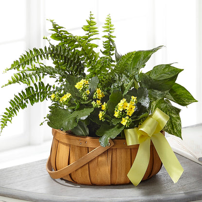 Always Dear Dishgarden –  Floral Expressions, Auburn IL