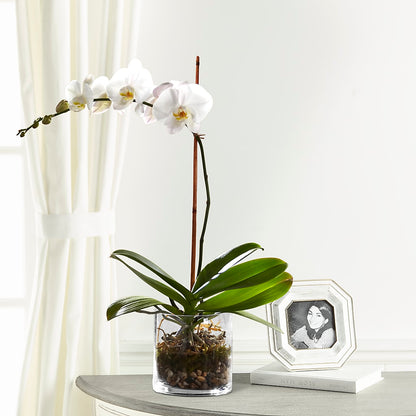 White Orchid Planter –  Floral Expressions, Auburn IL
